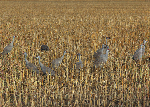 Cranes in corn